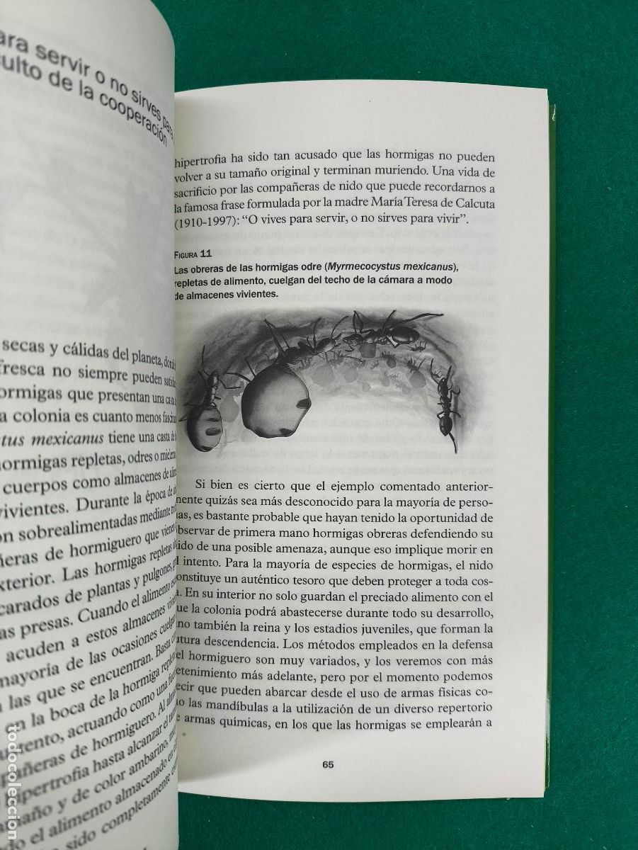 Libros de segunda mano: &iquest;QUE SABEMOS DE? LAS HORMIGAS / JOS&Eacute; MANUEL VIDAL CORDERO / 2021. CSIC - Foto 5