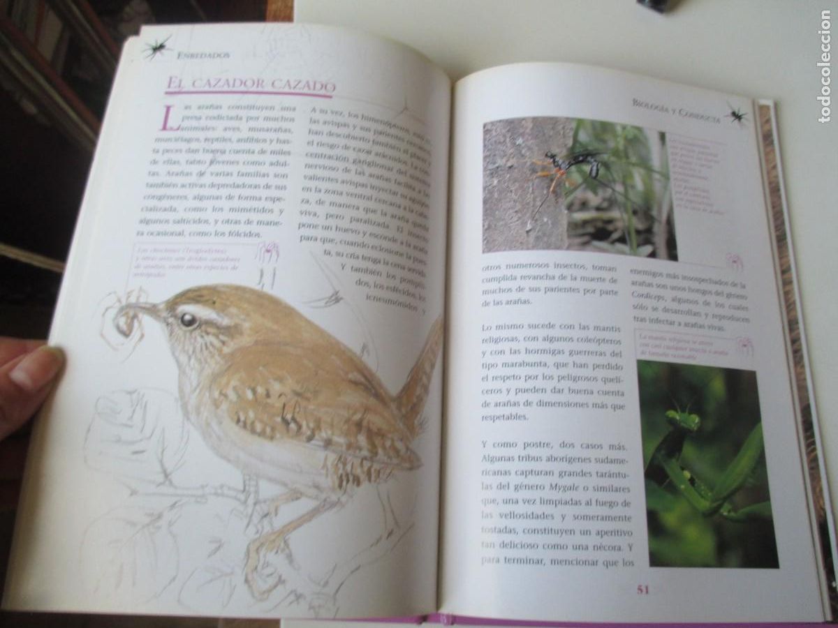Libros de segunda mano: Enredados. Ara&ntilde;as y escorpiones W36693 - Foto 3