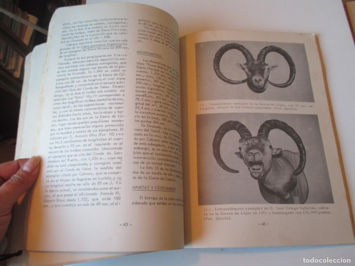 Libros de segunda mano: La cabra montes en Sierra Nevada . Documentos t&eacute;cnicos W36740 - Foto 4
