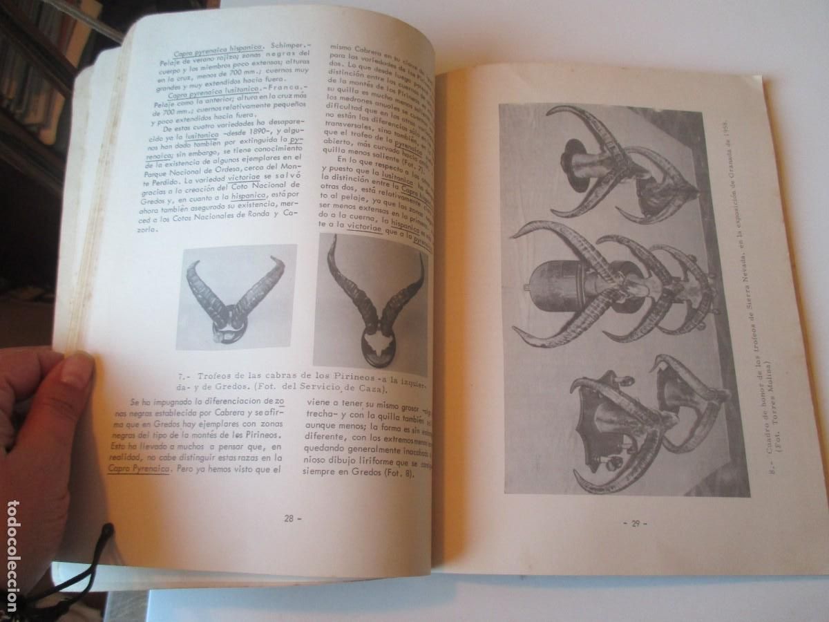Libros de segunda mano: La cabra montes en Sierra Nevada . Documentos t&eacute;cnicos W36740 - Foto 5