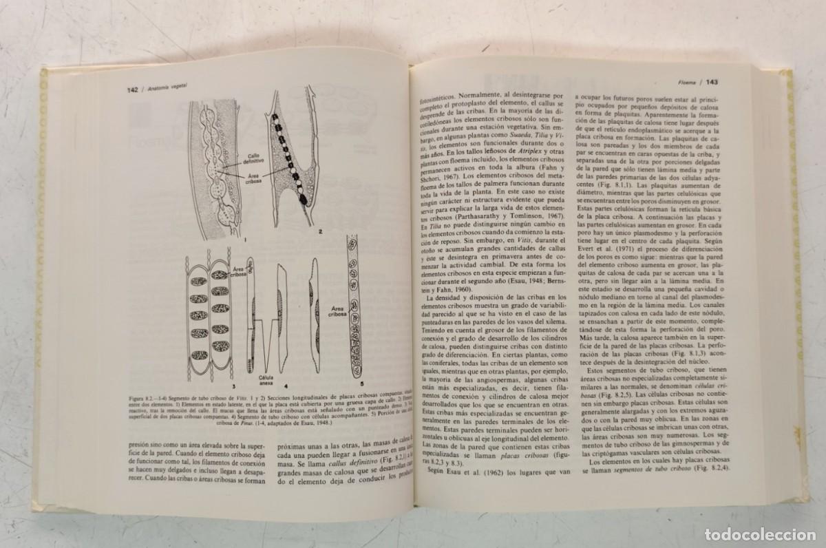 Libros de segunda mano: Anatom&iacute;a vegetal. A. Fahn. Ediciones Pir&aacute;mide. Bot&aacute;nica. - Foto 8