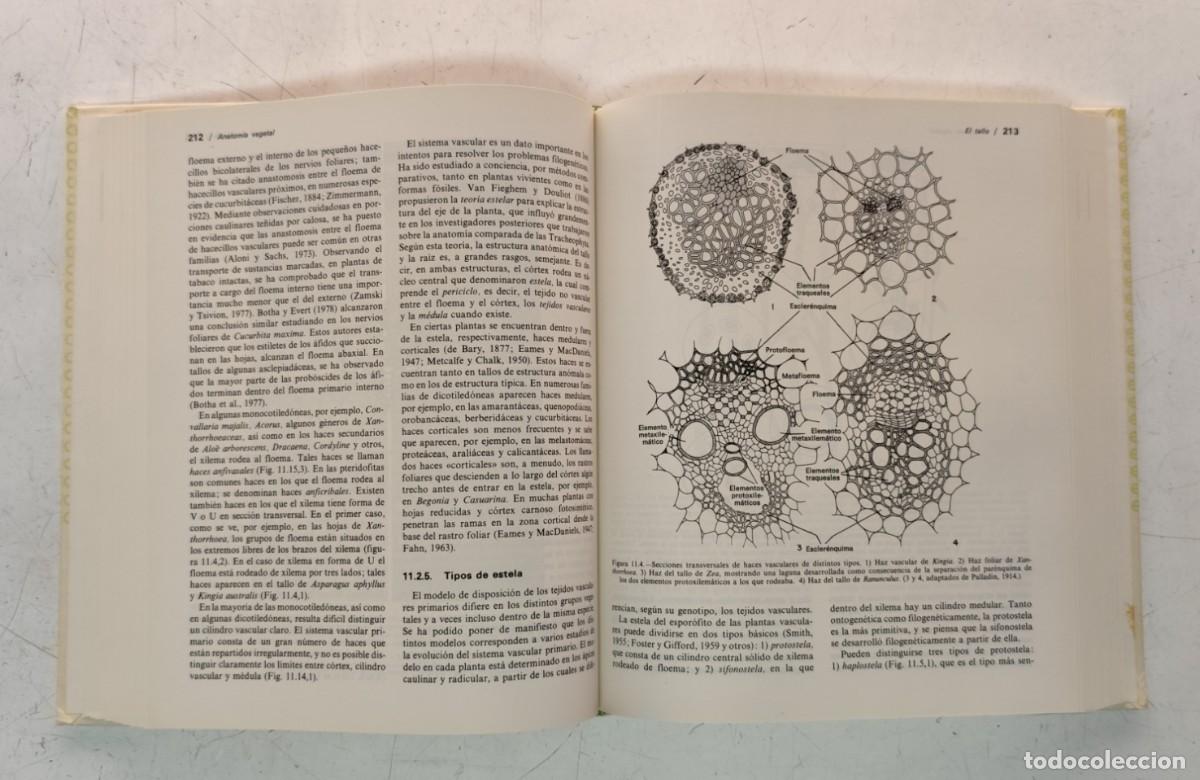 Libros de segunda mano: Anatom&iacute;a vegetal. A. Fahn. Ediciones Pir&aacute;mide. Bot&aacute;nica. - Foto 9