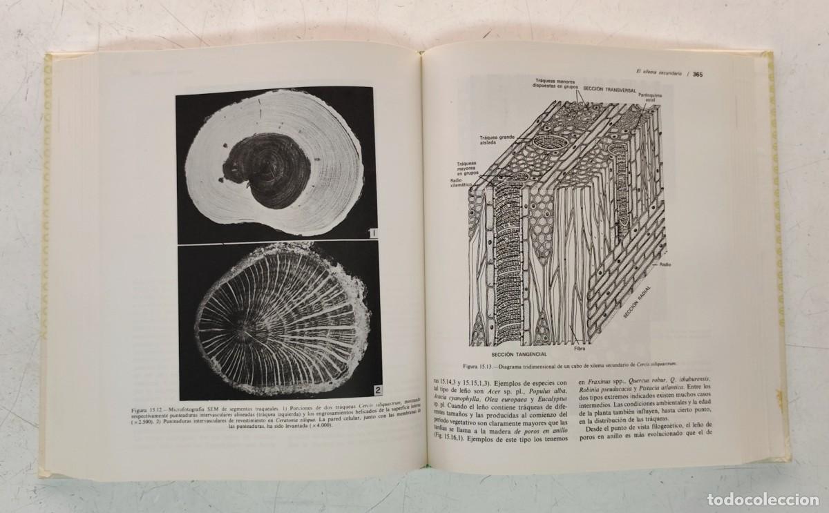 Libros de segunda mano: Anatom&iacute;a vegetal. A. Fahn. Ediciones Pir&aacute;mide. Bot&aacute;nica. - Foto 10