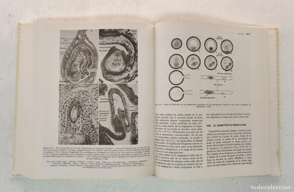 Libros de segunda mano: Anatom&iacute;a vegetal. A. Fahn. Ediciones Pir&aacute;mide. Bot&aacute;nica. - Foto 11