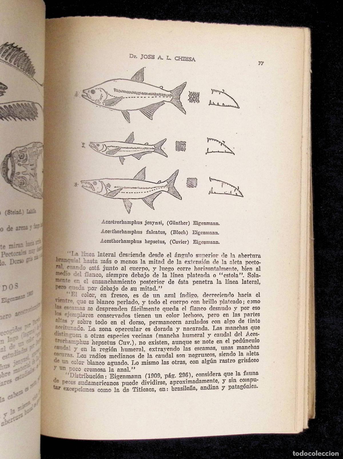 Libros de segunda mano: PECES. - CHIESA, Dr. Jos&eacute; A. L. - Foto 4