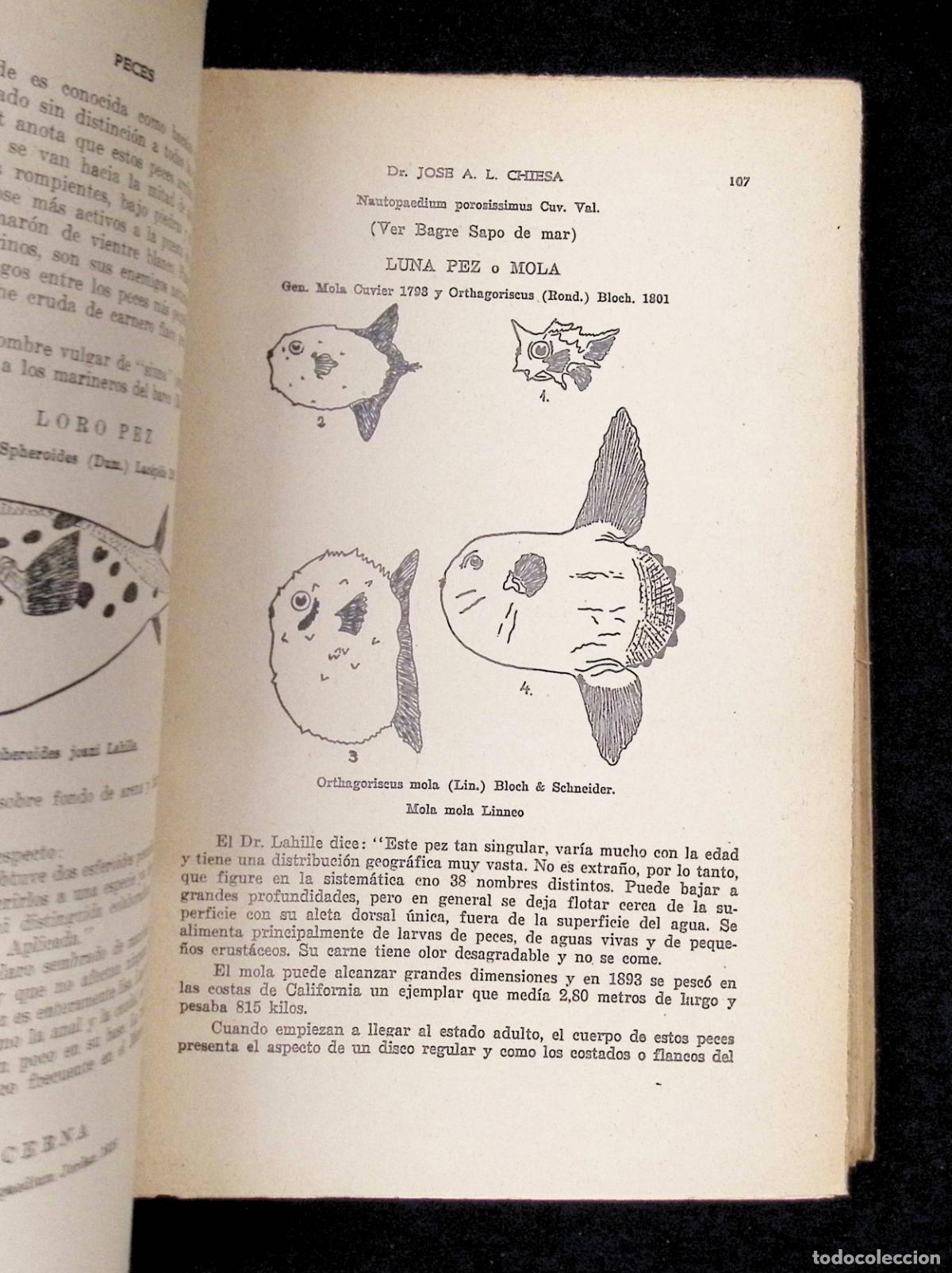 Libros de segunda mano: PECES. - CHIESA, Dr. Jos&eacute; A. L. - Foto 5