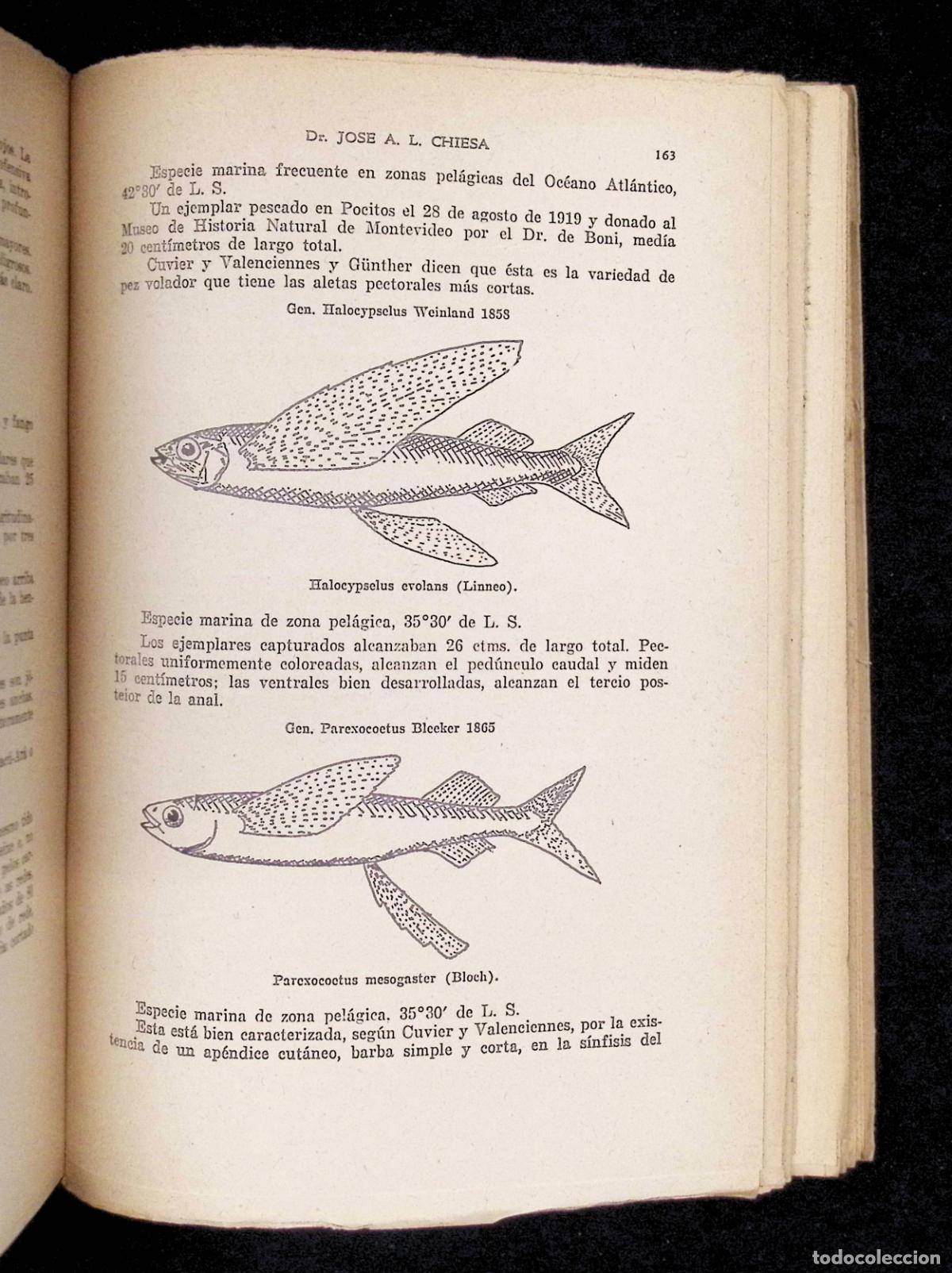 Libros de segunda mano: PECES. - CHIESA, Dr. Jos&eacute; A. L. - Foto 6