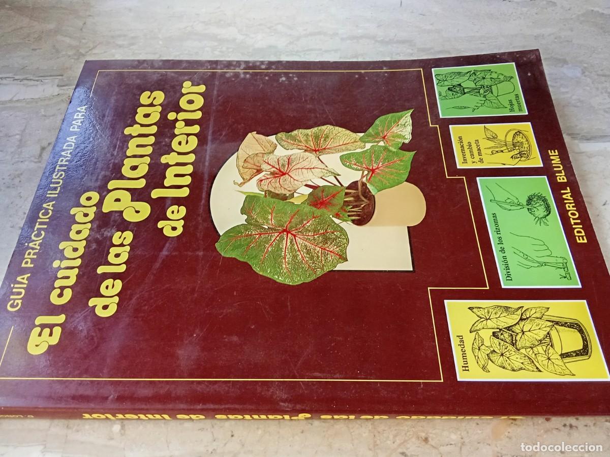 Libros de segunda mano: EL CUIDADO DE LAS PLANTAS DE INTERIOR / DAVID LONGMAN / CJA 370 / BLUME - Foto 1