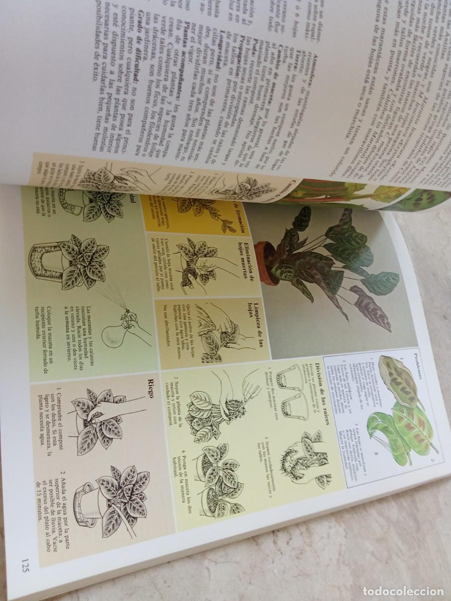 Libros de segunda mano: EL CUIDADO DE LAS PLANTAS DE INTERIOR / DAVID LONGMAN / CJA 370 / BLUME - Foto 9