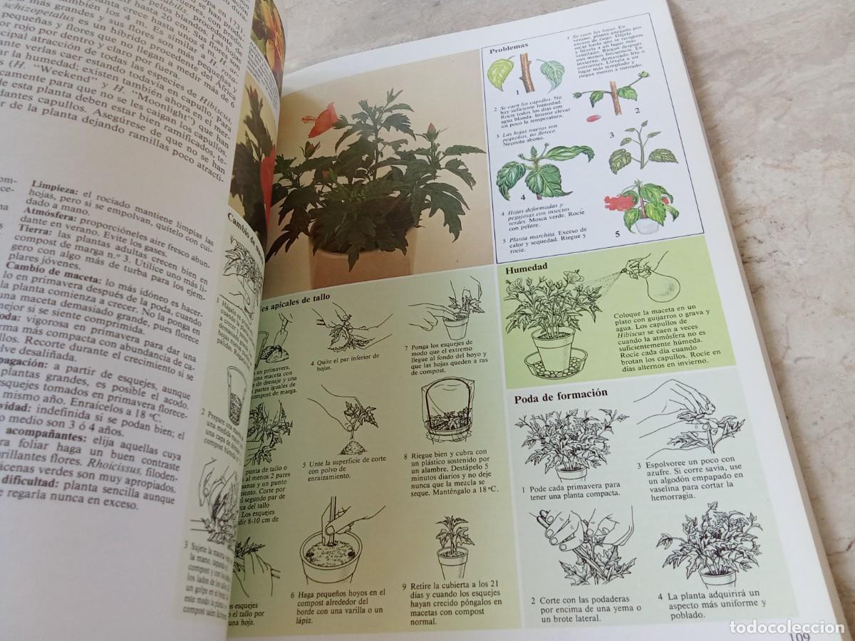 Libros de segunda mano: EL CUIDADO DE LAS PLANTAS DE INTERIOR / DAVID LONGMAN / CJA 370 / BLUME - Foto 10