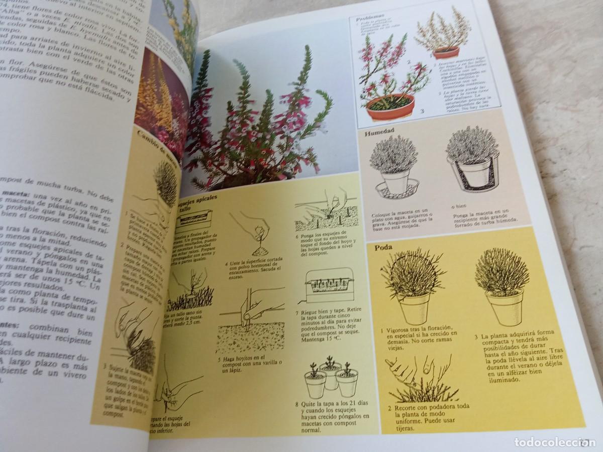 Libros de segunda mano: EL CUIDADO DE LAS PLANTAS DE INTERIOR / DAVID LONGMAN / CJA 370 / BLUME - Foto 12