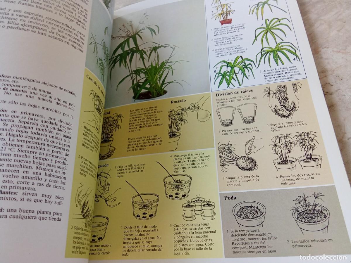 Libros de segunda mano: EL CUIDADO DE LAS PLANTAS DE INTERIOR / DAVID LONGMAN / CJA 370 / BLUME - Foto 13