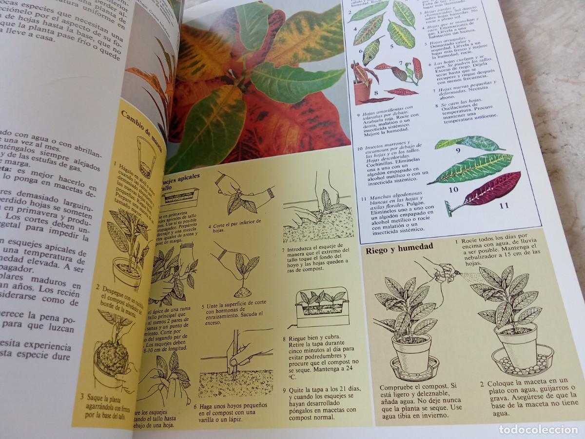 Libros de segunda mano: EL CUIDADO DE LAS PLANTAS DE INTERIOR / DAVID LONGMAN / CJA 370 / BLUME - Foto 14