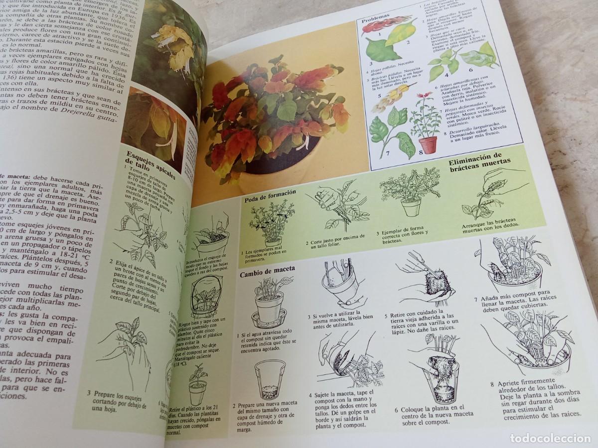 Libros de segunda mano: EL CUIDADO DE LAS PLANTAS DE INTERIOR / DAVID LONGMAN / CJA 370 / BLUME - Foto 15