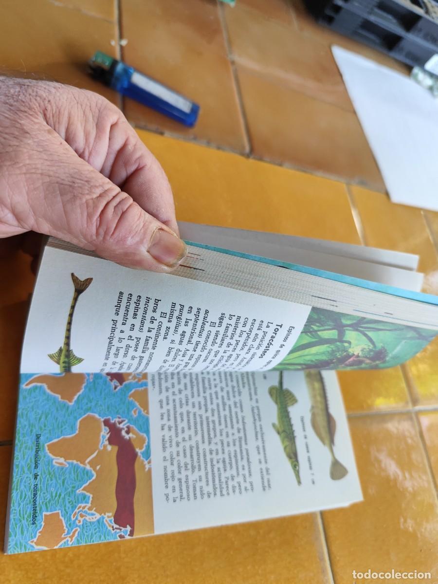 Libros de segunda mano: LOS PECES / ALLAN COOPER / CJA 371 / BRUGUERA - Foto 10