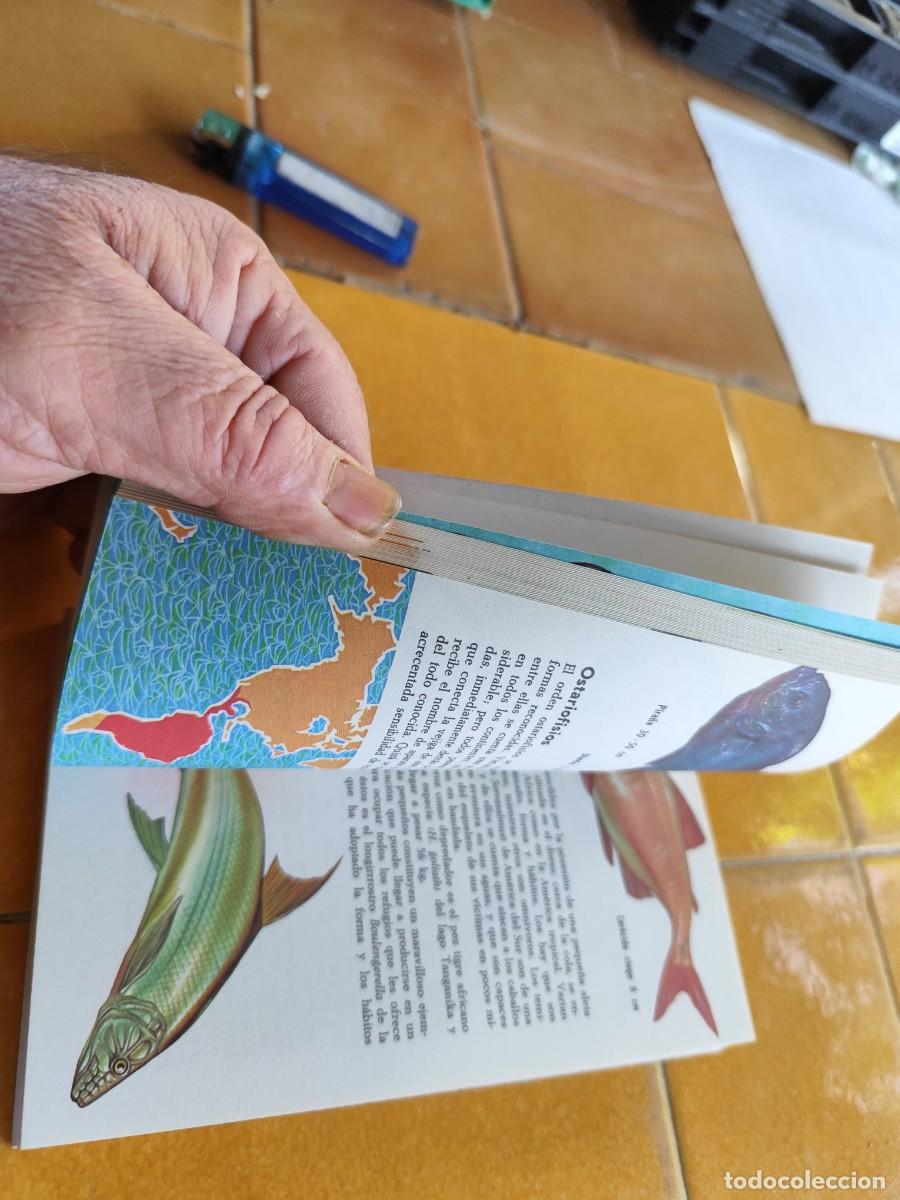 Libros de segunda mano: LOS PECES / ALLAN COOPER / CJA 371 / BRUGUERA - Foto 11