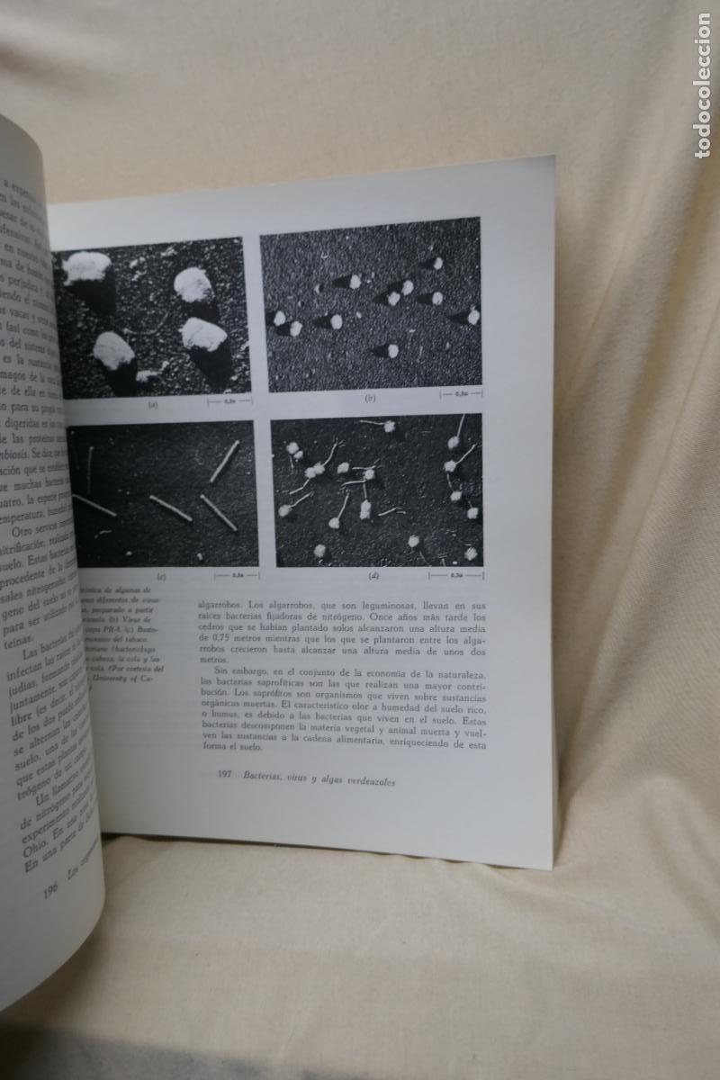 Libros de segunda mano: HELENA CURTIS - BIOLOG&Iacute;A (OMEGA) - Foto 11