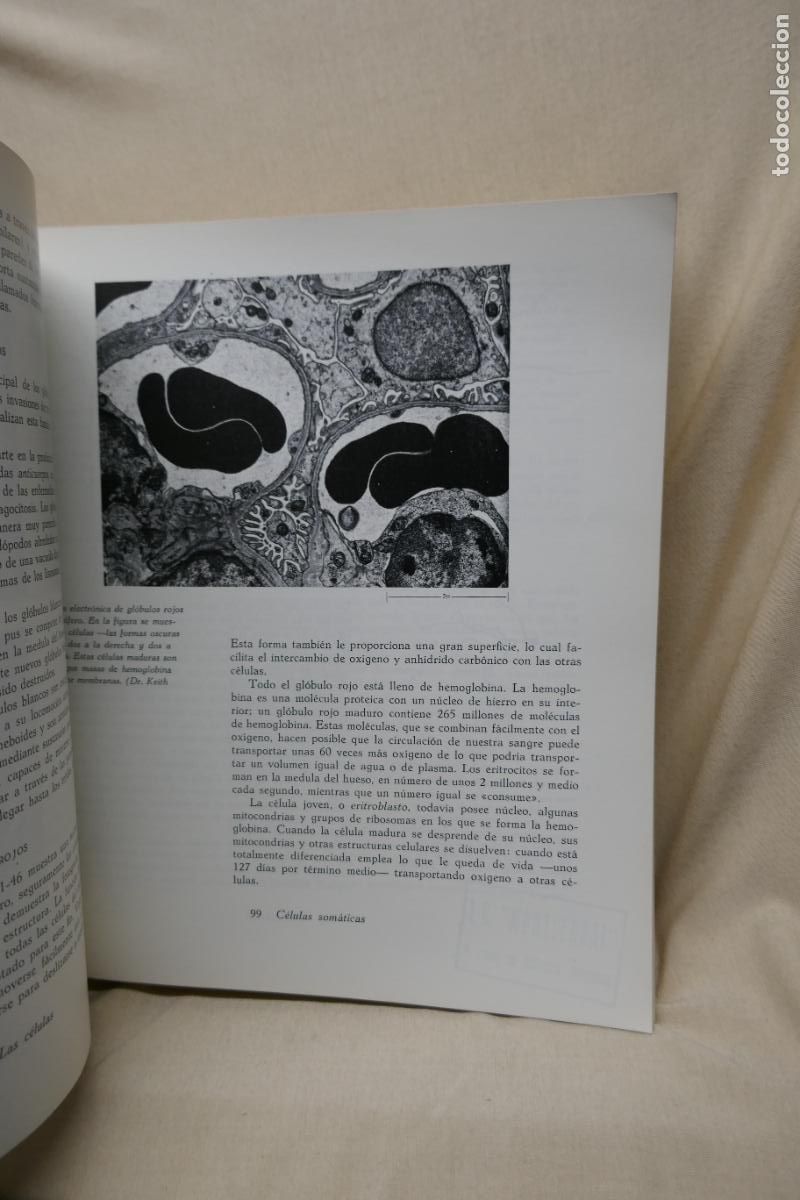 Libros de segunda mano: HELENA CURTIS - BIOLOG&Iacute;A (OMEGA) - Foto 12