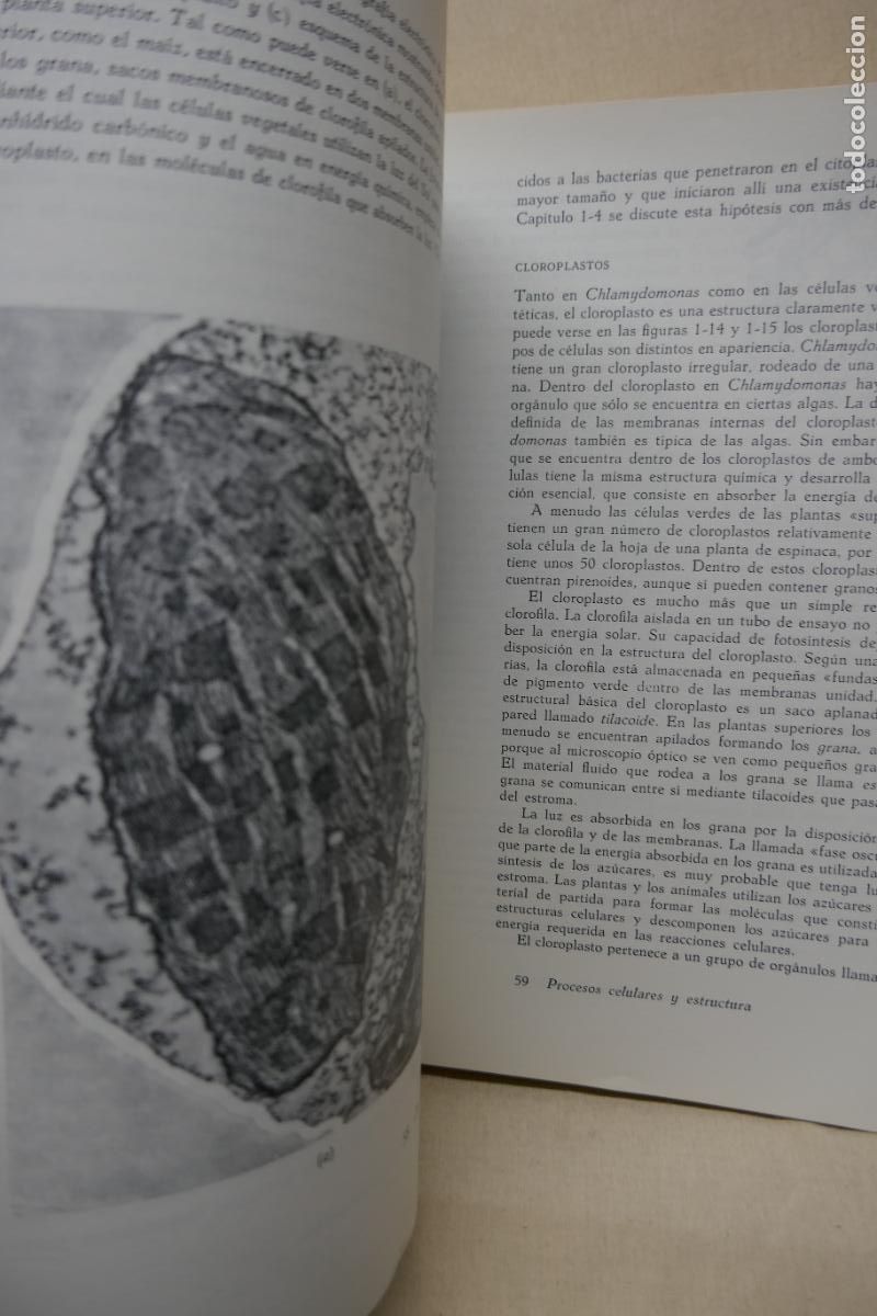 Libros de segunda mano: HELENA CURTIS - BIOLOG&Iacute;A (OMEGA) - Foto 13