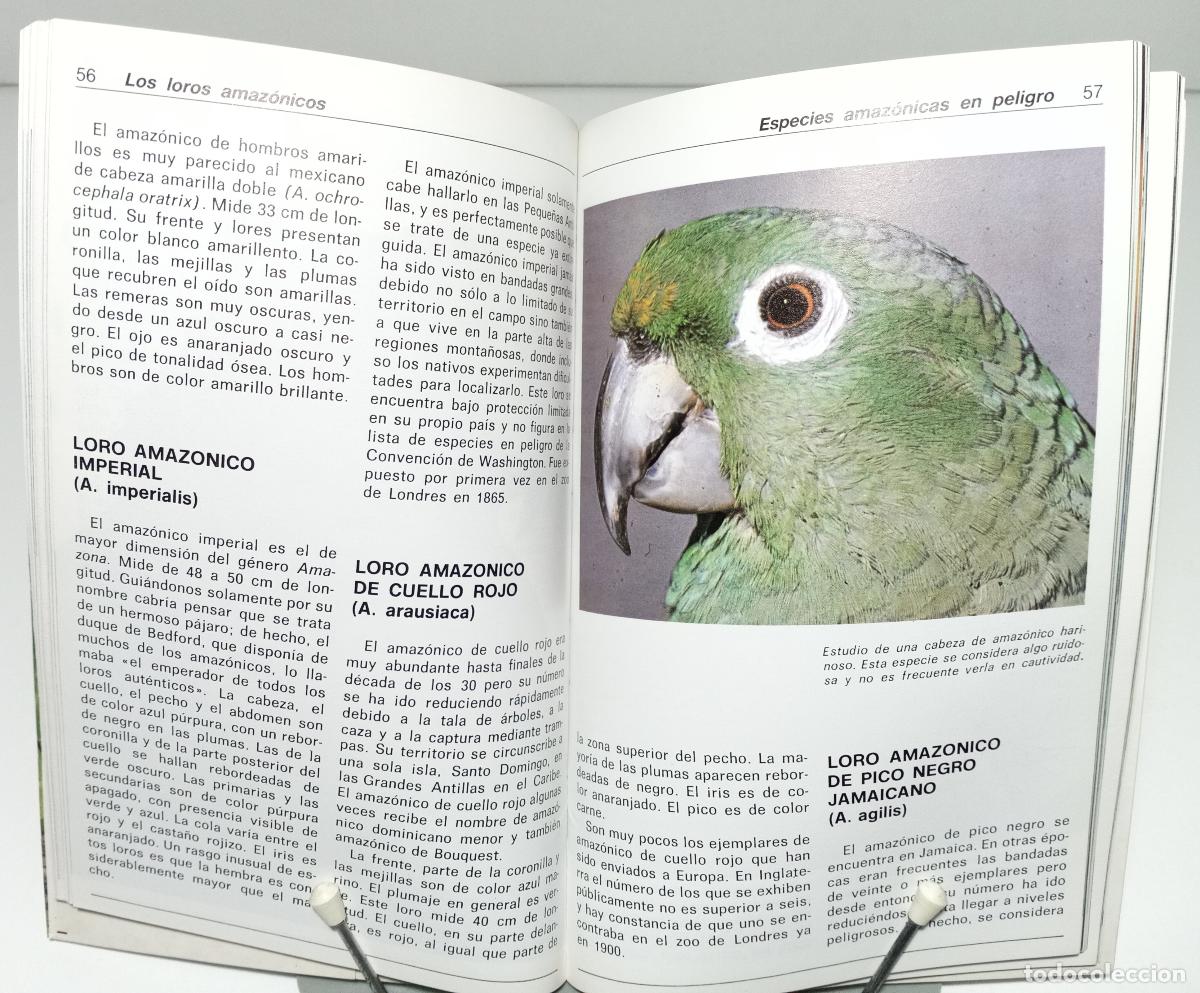 Libros de segunda mano: Los loros amazonicos - R. Paradise, Paul - Foto 3