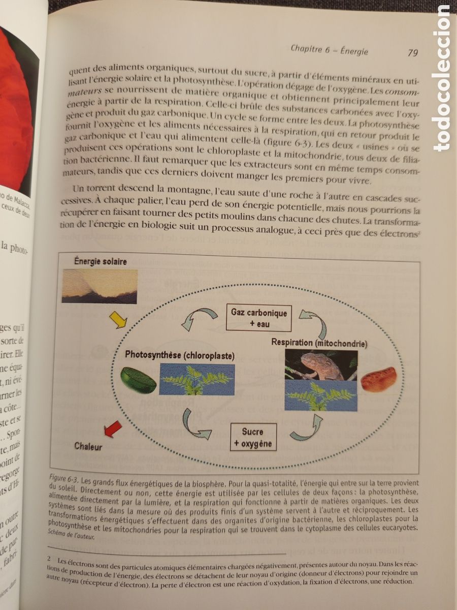 Libros de segunda mano: LE MICROBE INTELLIGENT(JEAN CLAUDE PECHERE) - Foto 7