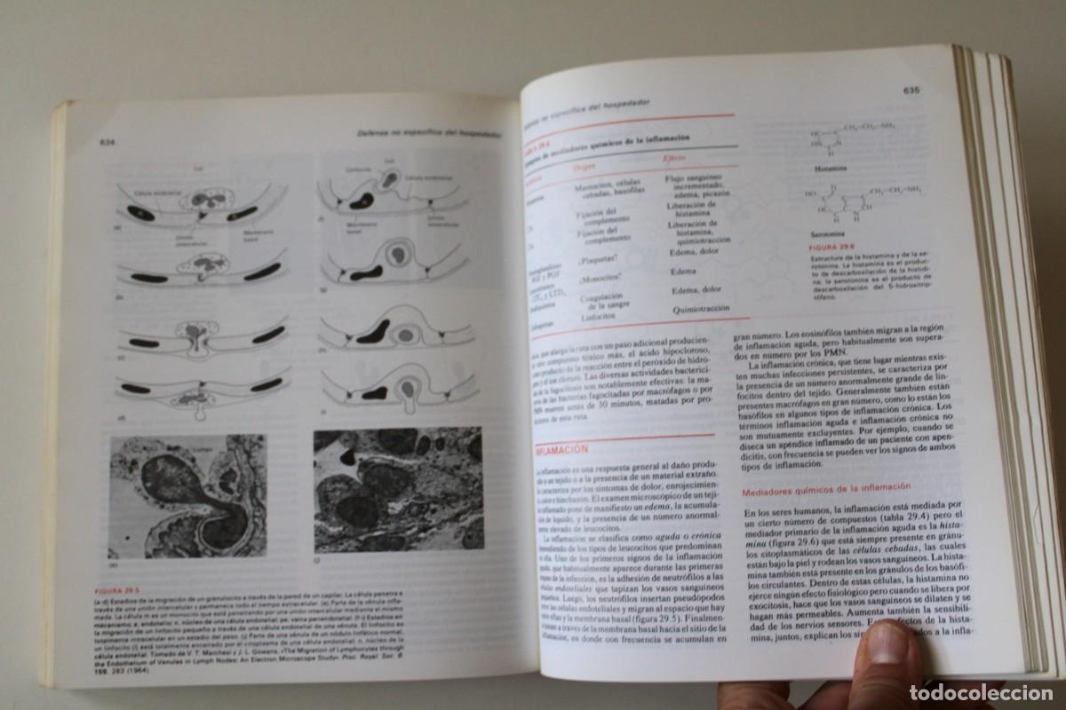 Libros de segunda mano: Microbiolog&iacute;a. 2&ordf; edici&oacute;n. Stanier, Ingraham, Wheelis y Painter - Revert&eacute; - Foto 12