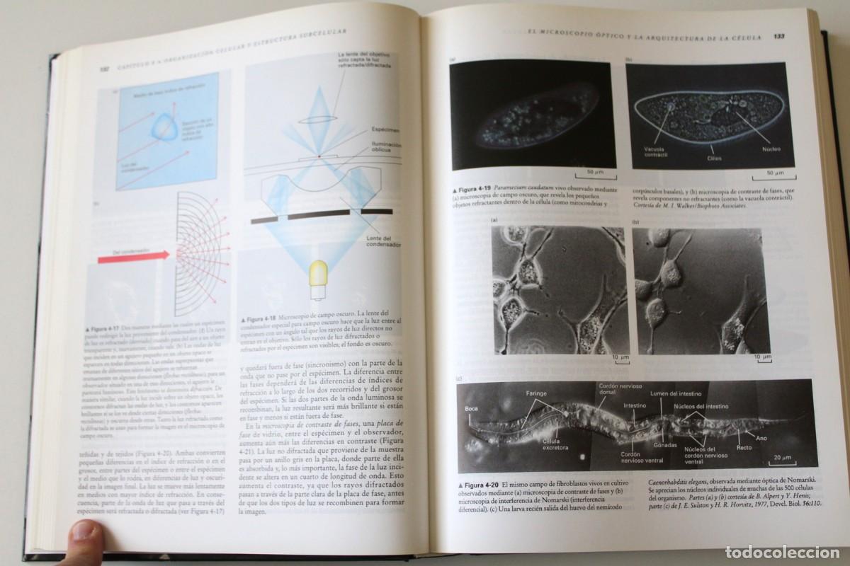 Libros de segunda mano: Biolog&iacute;a celular y molecular. 2&ordf; edici&oacute;n. Darnell, Lodish y Baltimore - - Omega - Foto 6