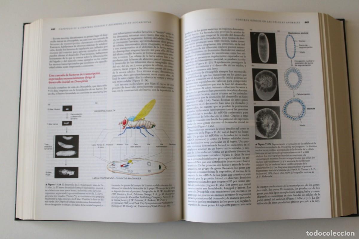 Libros de segunda mano: Biolog&iacute;a celular y molecular. 2&ordf; edici&oacute;n. Darnell, Lodish y Baltimore - - Omega - Foto 7