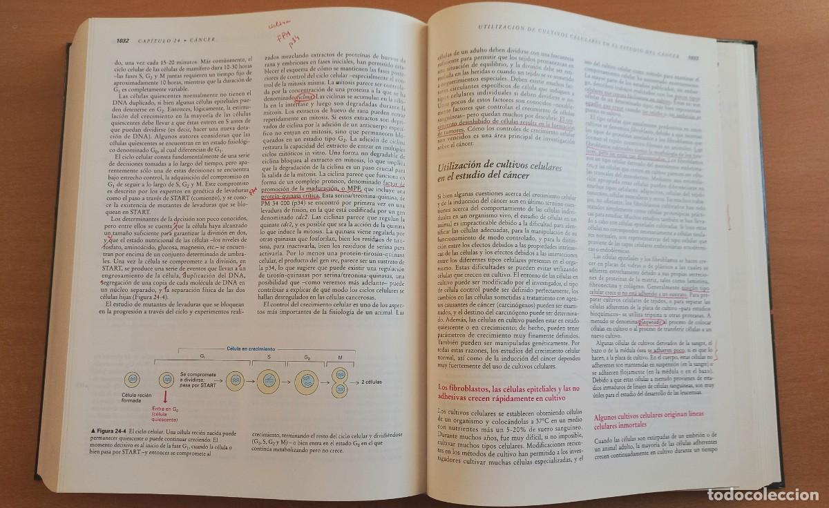 Libros de segunda mano: Biolog&iacute;a celular y molecular. 2&ordf; edici&oacute;n. Darnell, Lodish y Baltimore - - Omega - Foto 9
