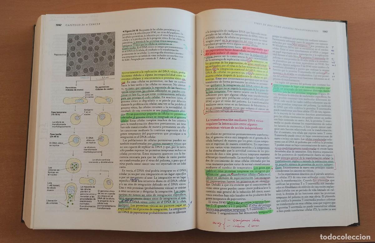 Libros de segunda mano: Biolog&iacute;a celular y molecular. 2&ordf; edici&oacute;n. Darnell, Lodish y Baltimore - - Omega - Foto 11