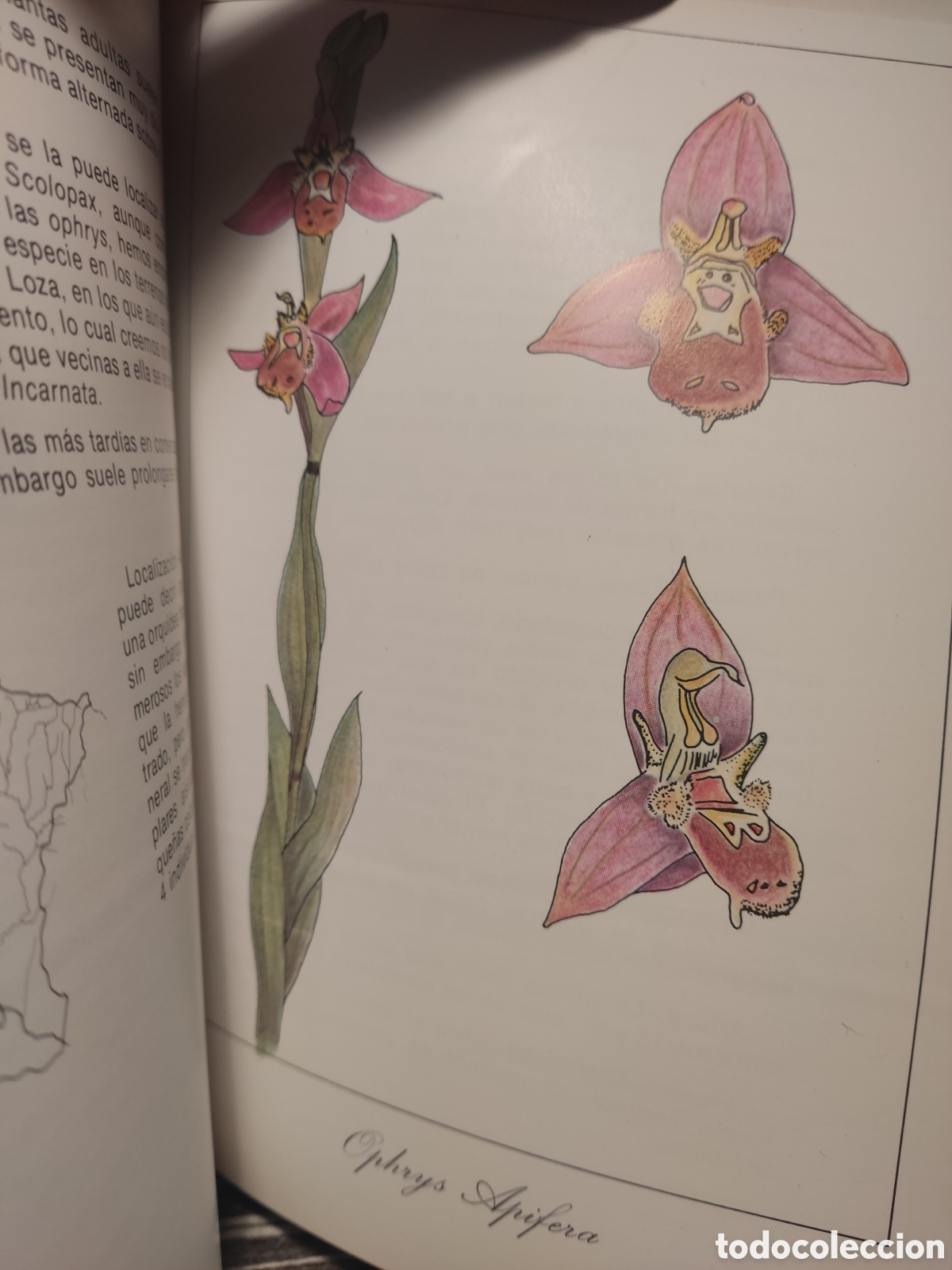 Libros de segunda mano: Orqu&iacute;deas de Navarra - Foto 3