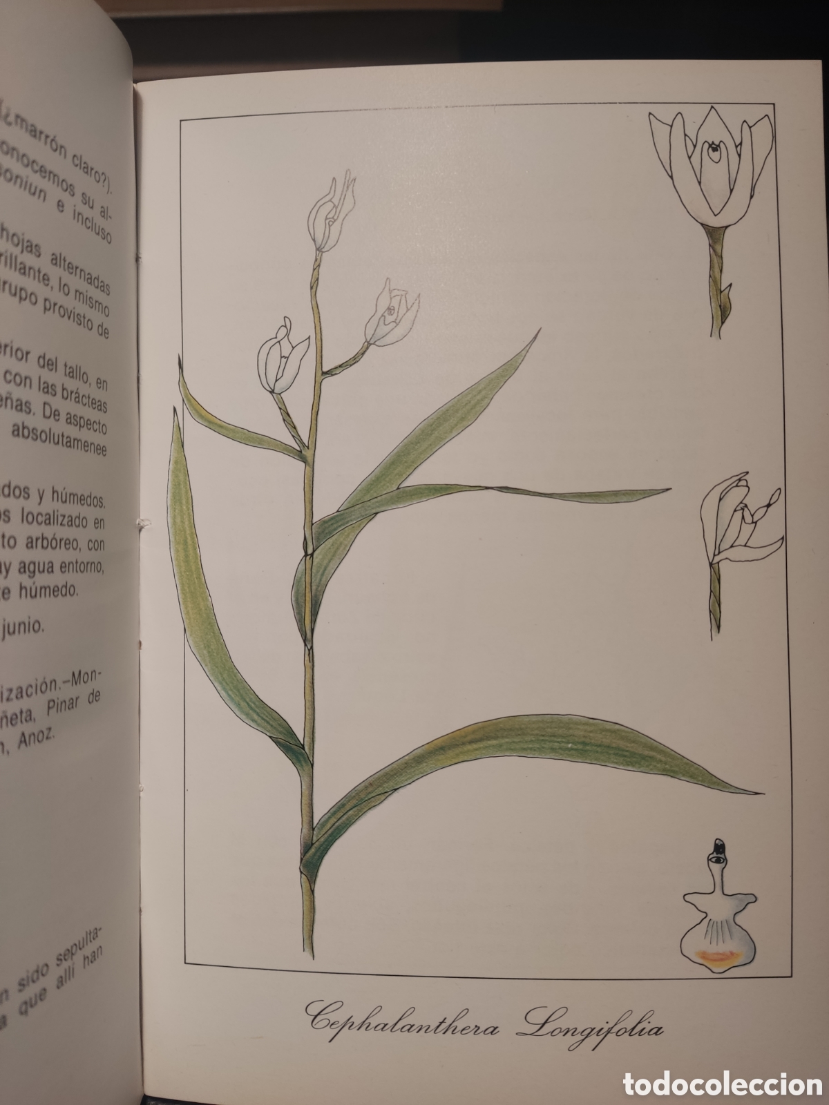 Libros de segunda mano: Orqu&iacute;deas de Navarra - Foto 4