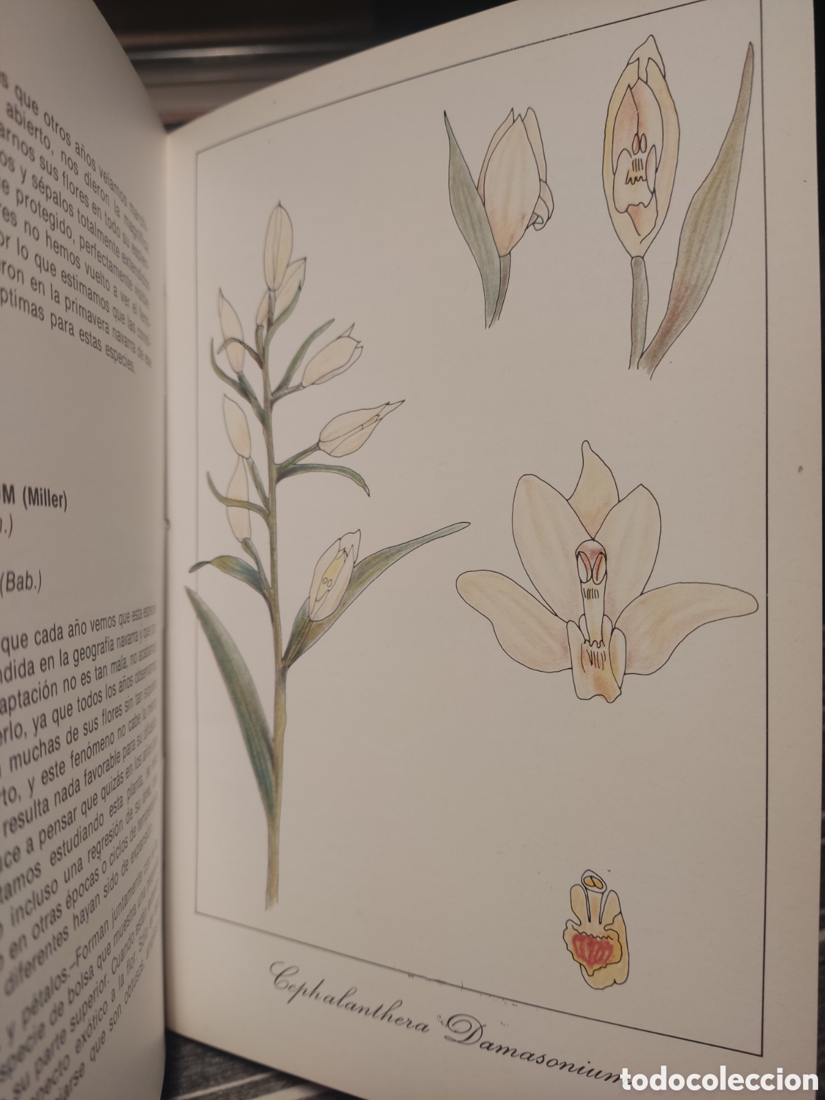 Libros de segunda mano: Orqu&iacute;deas de Navarra - Foto 5