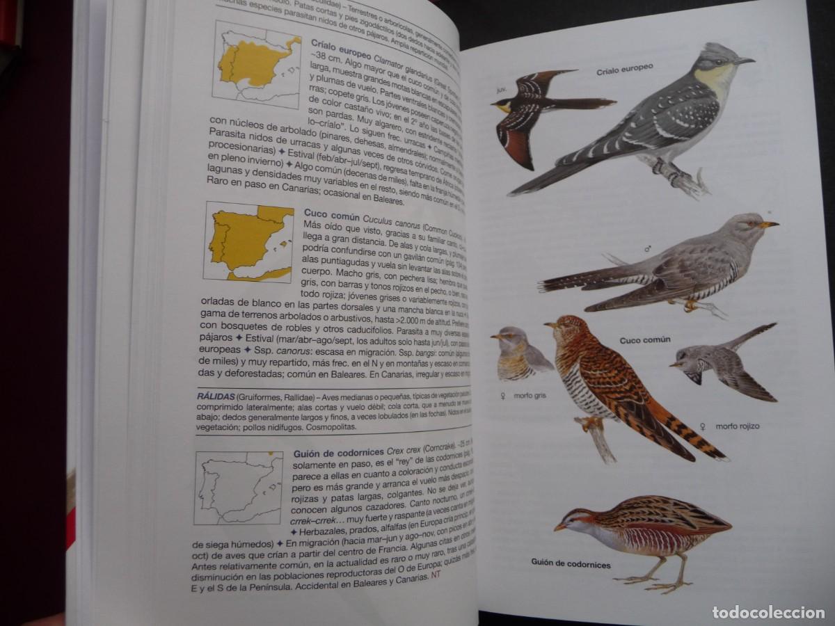 Libros de segunda mano: AVES DE ESPA&Ntilde;A . EDUARDO DE JUANA Y JUAN M. VARELA - Foto 4