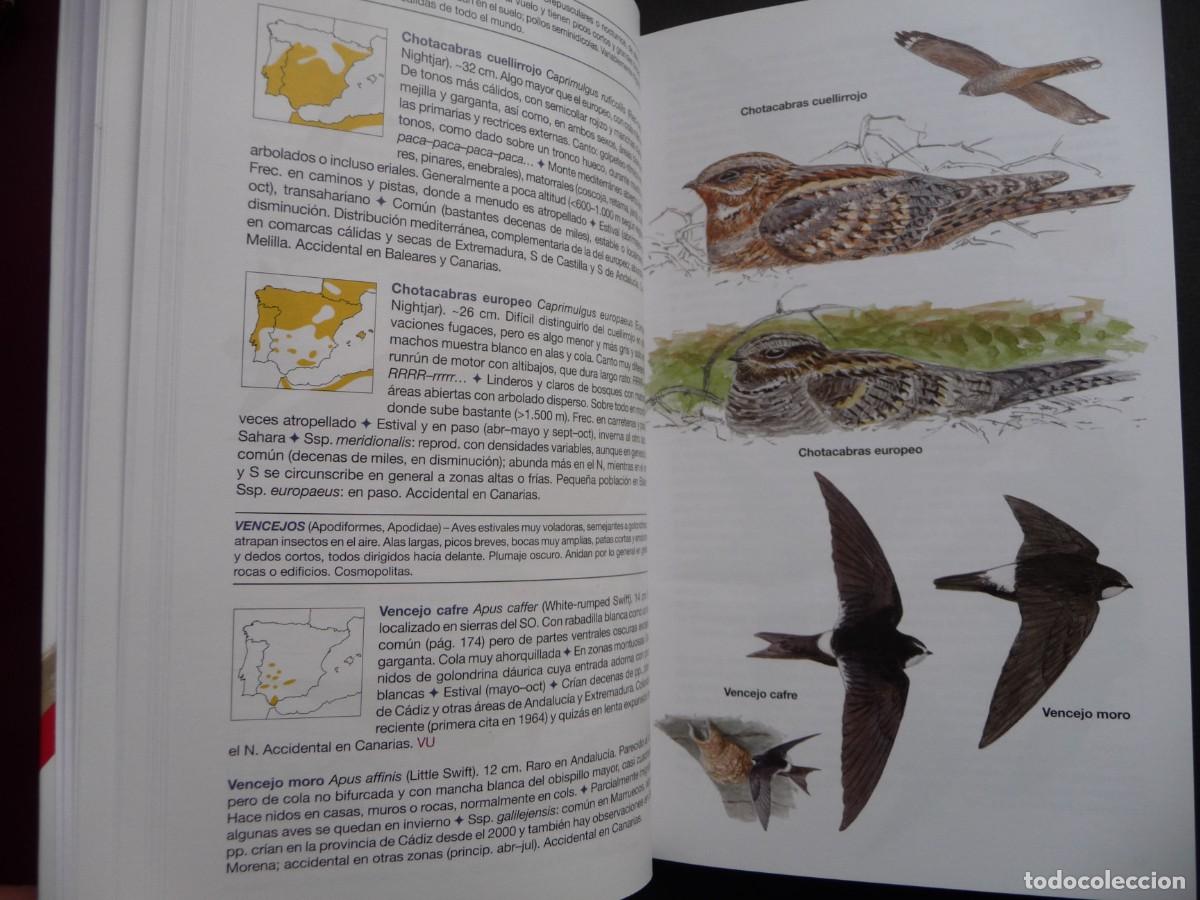 Libros de segunda mano: AVES DE ESPA&Ntilde;A . EDUARDO DE JUANA Y JUAN M. VARELA - Foto 5