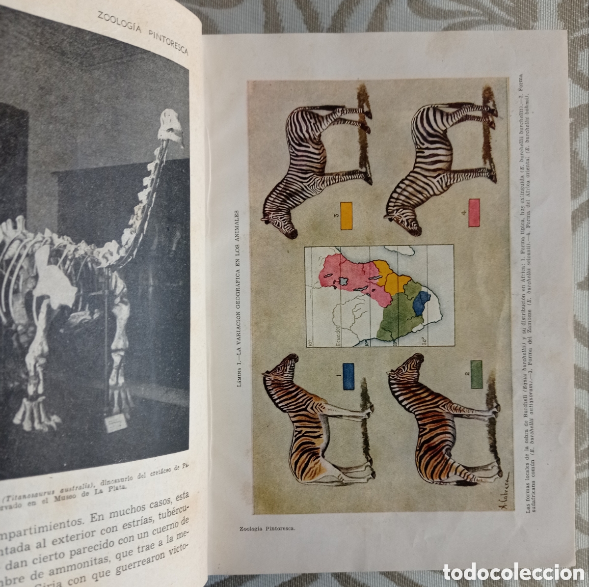Libros de segunda mano: ZOOLOG&Iacute;A PINTORESCA. &Aacute;NGEL CABRERA. ED. SOPENA. 1954. - Foto 4