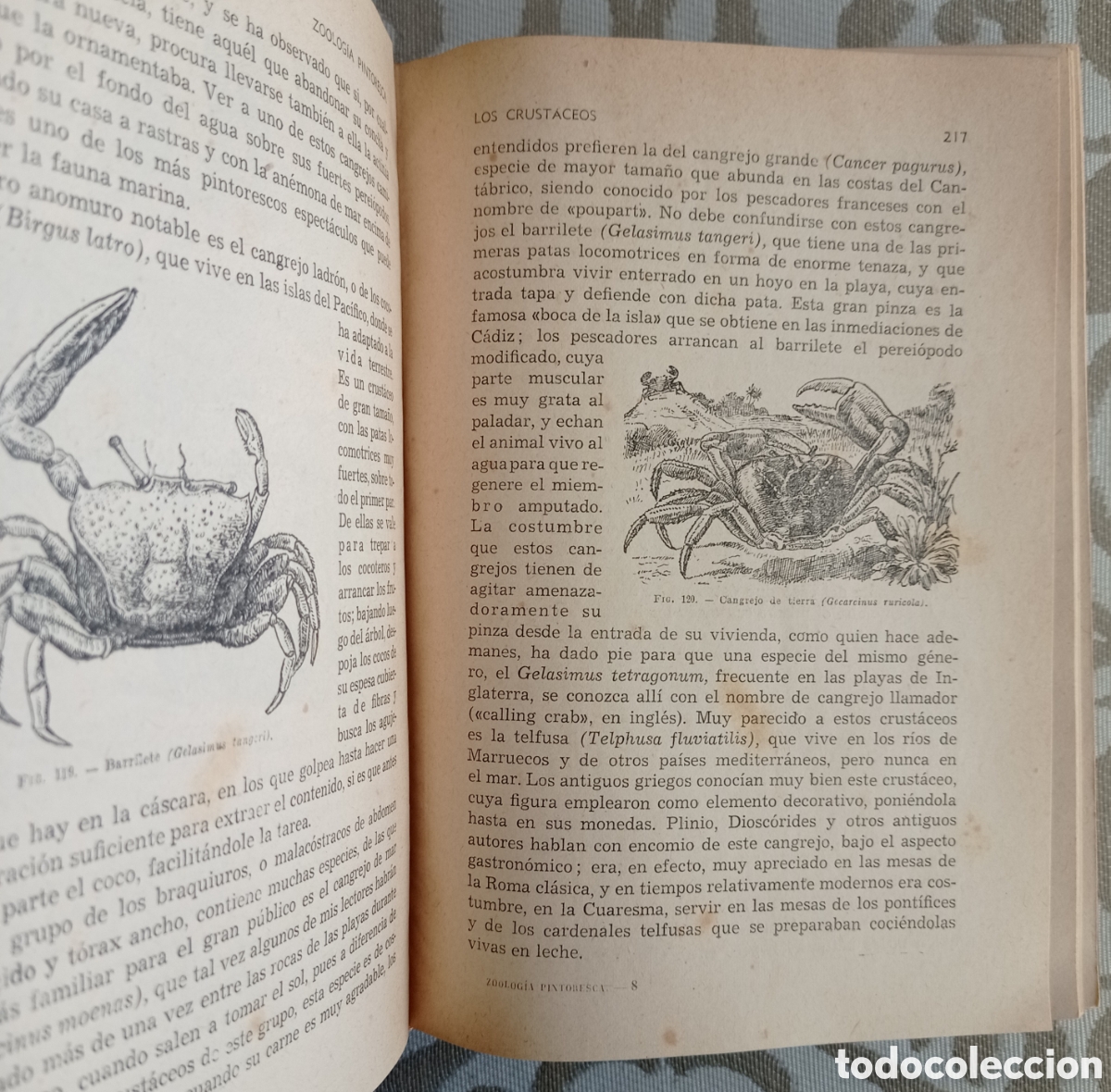 Libros de segunda mano: ZOOLOG&Iacute;A PINTORESCA. &Aacute;NGEL CABRERA. ED. SOPENA. 1954. - Foto 5