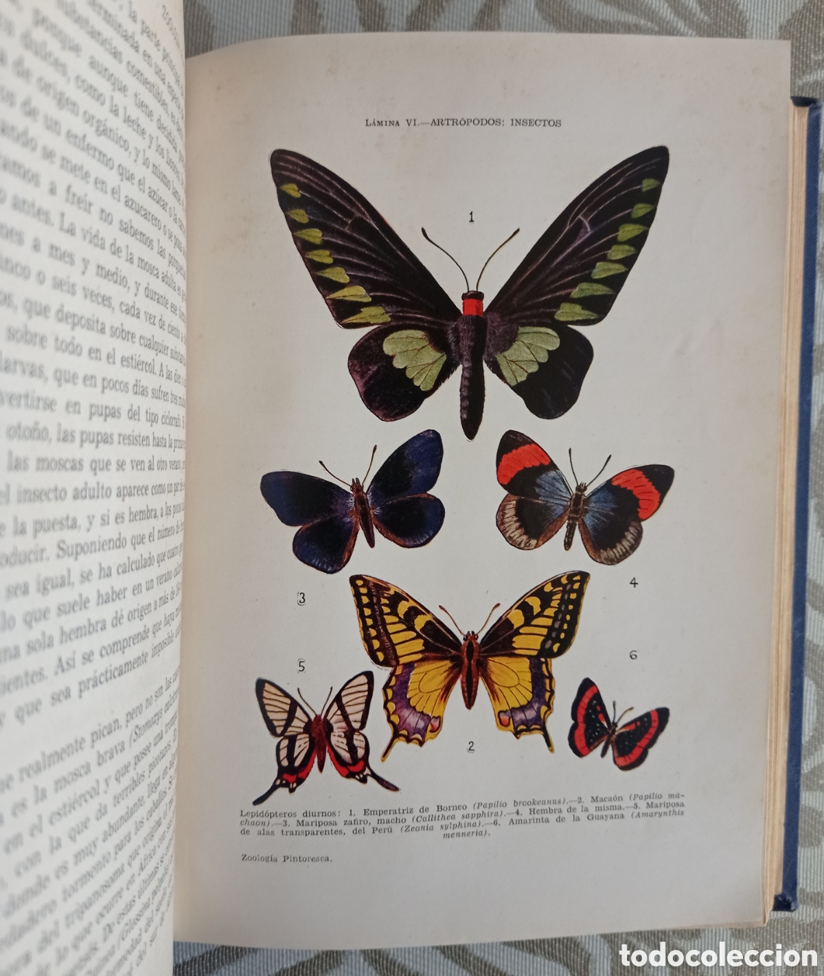 Libros de segunda mano: ZOOLOG&Iacute;A PINTORESCA. &Aacute;NGEL CABRERA. ED. SOPENA. 1954. - Foto 6