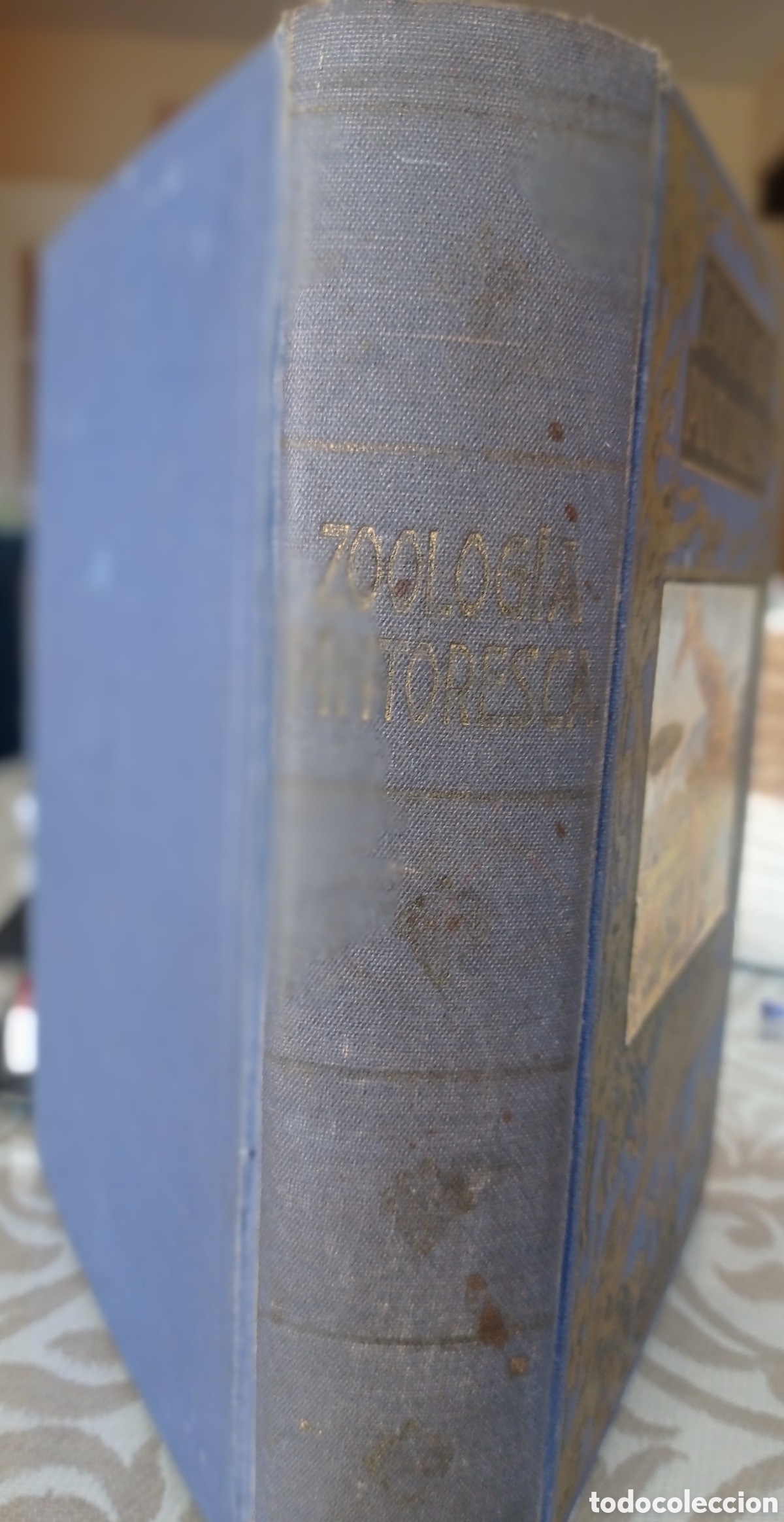 Libros de segunda mano: ZOOLOG&Iacute;A PINTORESCA. &Aacute;NGEL CABRERA. ED. SOPENA. 1954. - Foto 9