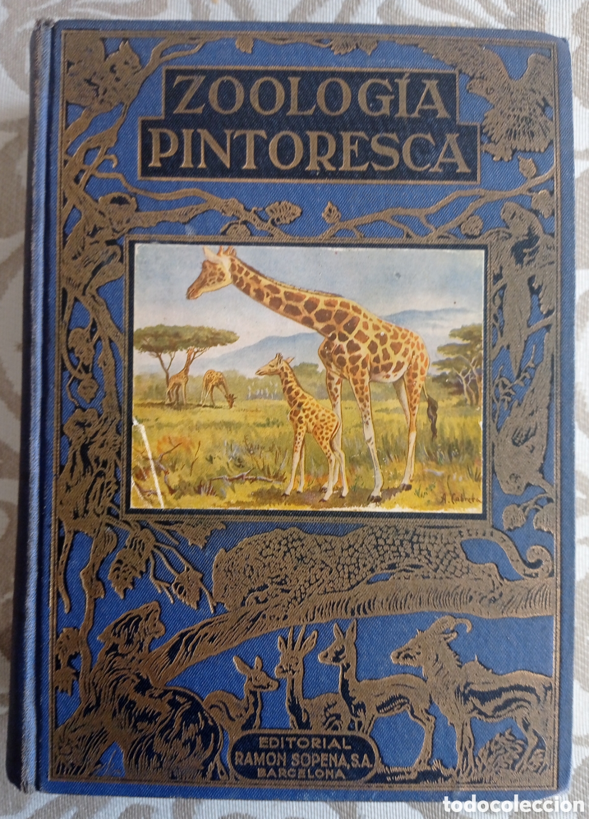 Libros de segunda mano: ZOOLOG&Iacute;A PINTORESCA. &Aacute;NGEL CABRERA. ED. SOPENA. 1954. - Foto 1
