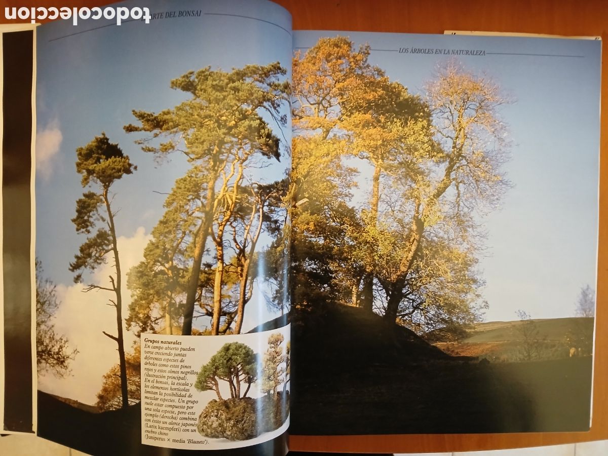 Libros de segunda mano: Tratado Pr&aacute;ctico de Bonsai. Harry Tomlinson. - Foto 4