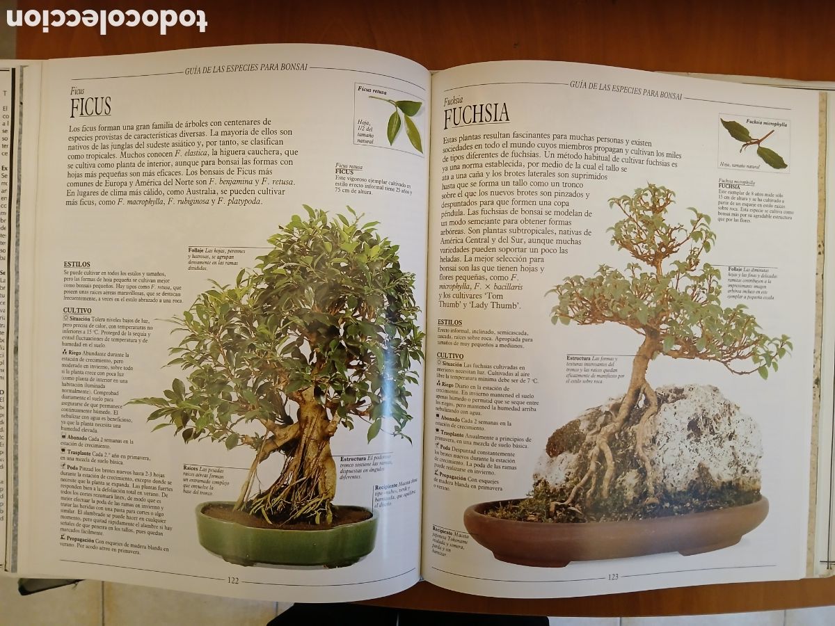 Libros de segunda mano: Tratado Pr&aacute;ctico de Bonsai. Harry Tomlinson. - Foto 9