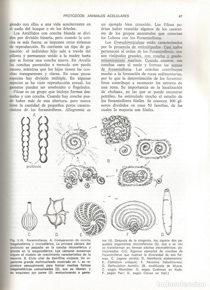 Libros de segunda mano: ZOOLOG&Iacute;A DE INVERTEBRADOS - P.A. MEGLITSCH - Foto 3
