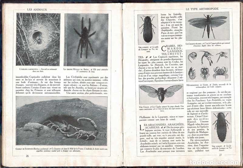 Libros de segunda mano: Encyclop&eacute;die par lImage. Les Animaux - Foto 3
