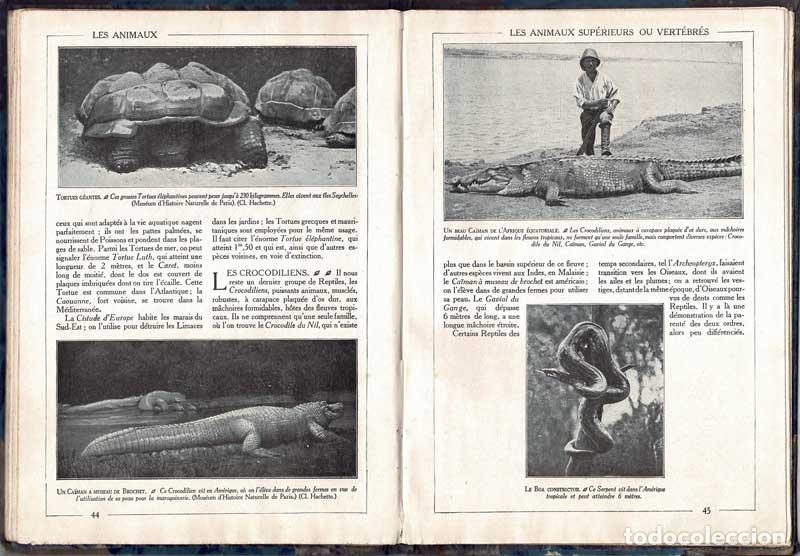 Libros de segunda mano: Encyclop&eacute;die par lImage. Les Animaux - Foto 4
