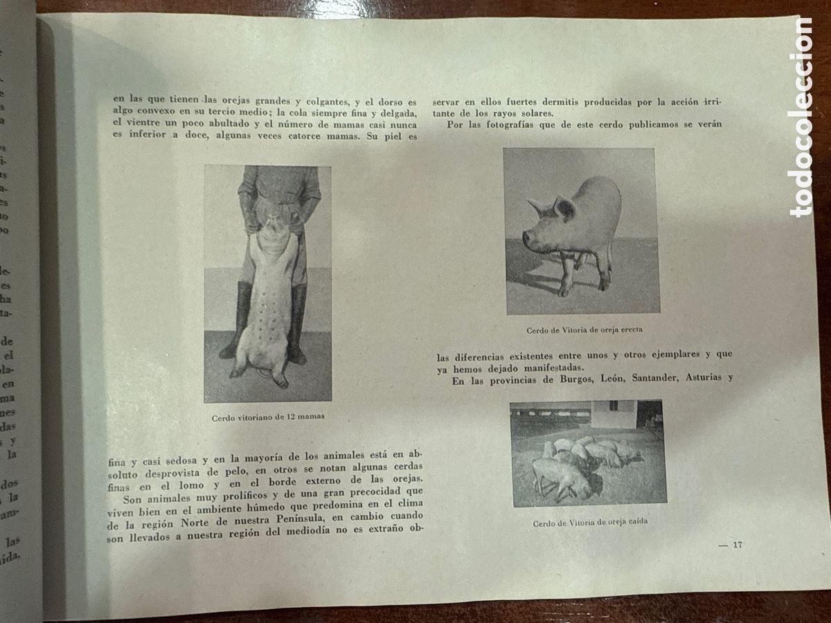 Libros de segunda mano: INSTITUTO DE BIOLOG&Iacute;A Y SUEROTERAPIA IBYS. Nuestros cerdos - Foto 3