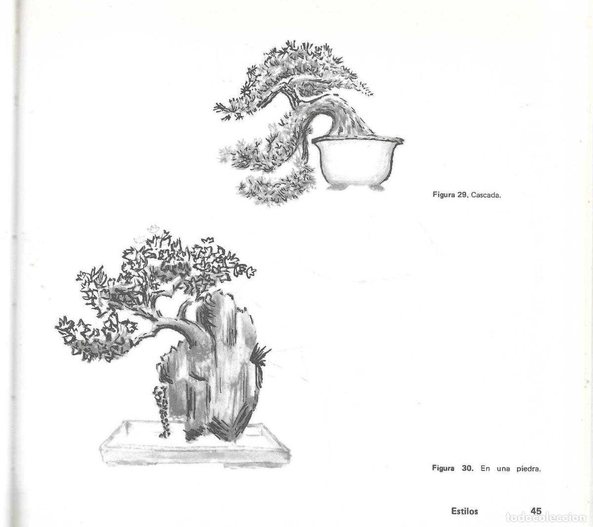 Libros de segunda mano: BONSAI - ARTE JAPON&Eacute;S - FAUST VERG&Egrave;S - EDICIONES MARZO 80 - 1985 - Foto 6