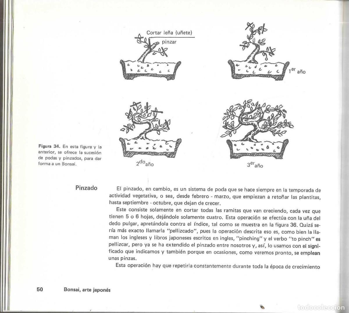 Libros de segunda mano: BONSAI - ARTE JAPON&Eacute;S - FAUST VERG&Egrave;S - EDICIONES MARZO 80 - 1985 - Foto 8