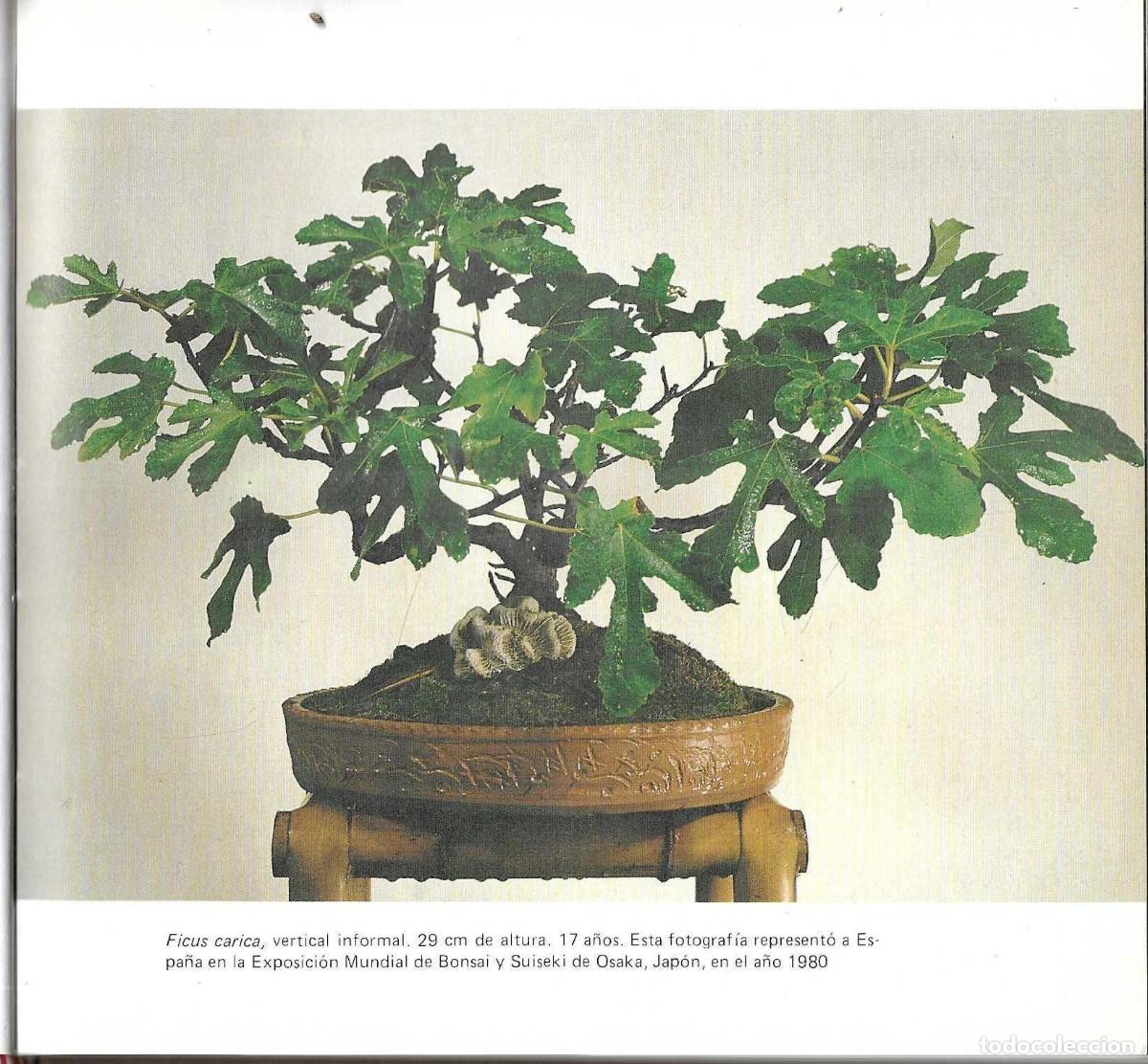 Libros de segunda mano: BONSAI - ARTE JAPON&Eacute;S - FAUST VERG&Egrave;S - EDICIONES MARZO 80 - 1985 - Foto 9