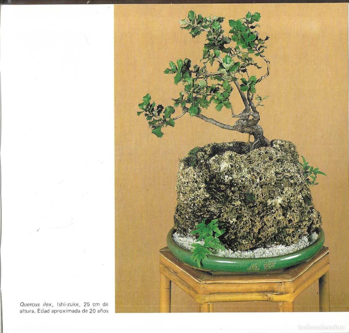 Libros de segunda mano: BONSAI - ARTE JAPON&Eacute;S - FAUST VERG&Egrave;S - EDICIONES MARZO 80 - 1985 - Foto 10